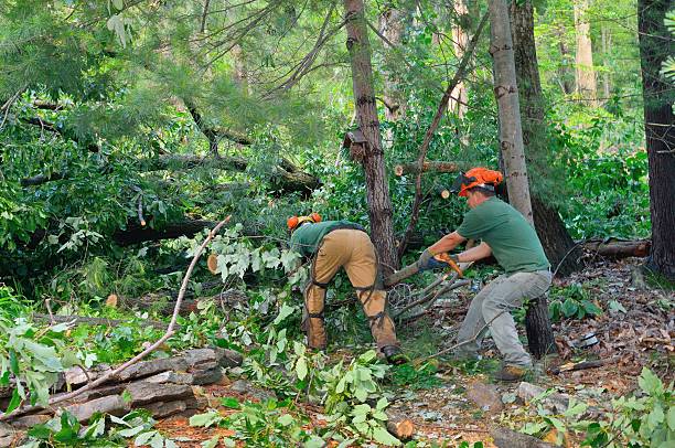 Best Commercial Tree Services  in Sudan, TX